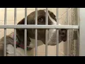 Charles County Animal Shelter rescued by donations NBC4 Washington
