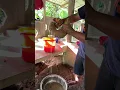 Lagu SQUEEZING the SAKAU or KAVA Pohnpei Micronesia #shorts #pohnpei  #micronesia #shortsvideo