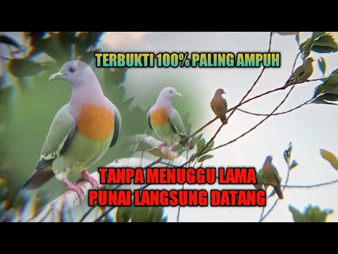 Download MP3 SUARA PIKAT PUNAI ‼️ PALING AMPUH DURASI FULL SATU JAM
