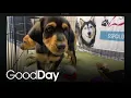Meet these adorable puppies who are looking for their forever home Pet of the Week