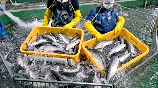 엄청난 스케일 ! 연어부터 그루퍼 까지 ! 공들여 키운 성체를 수확하는 과정 ! | From salmon to grouper! The harvesting process !