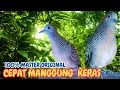 Download Lagu Masteran Kutut Lokal Liar: Suara Ampuh Pancing Kutut Tetangga!