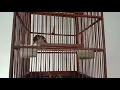Download Lagu suara# burung kapasan kemiri