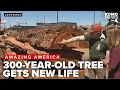 350-year-old Lakewood tree gets new life