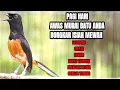 Download Lagu MASTERAN MURAI BATU MEWAH TERBAIK FULL ISIAN LOVEBIRD CILILIN KAPAS TEMBAK KENARI PRENJAK BETINA