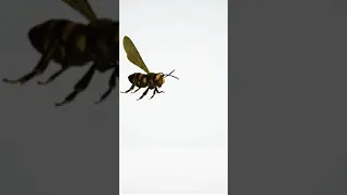 صوت النحل في الخلية 