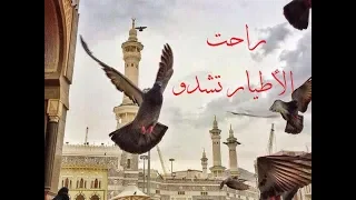 راحت الأطيار تشدو إنشاد صبري مدلل و عبد الرؤوف حلاق و حسن حفار أجمل أناشيد المولد النبوي Mawlid 
