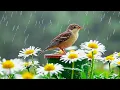 Download Lagu Gentle Music with Rain and Birds ~ Soothe the Heart 🌧️🕊️ Calm Your Nervous System Naturally