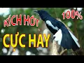 Lagu Choè than mồi hót réo kích bổi ức chế đấu lại | Chòe than hót giọng rừng cực phê #choethan