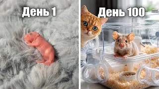 ОН ВЫРОС! Раскрываем имя мышонка и заселяем его в НОВЫЙ ДОМ. Кот Локи нас ШОКировал!