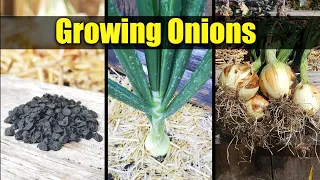 Download Planting Onions, Seed To Harvest - The Definitive Guide MP3