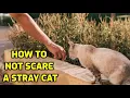 How To Approach A Stray Cat Without Scaring It Away