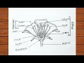 How to Draw Longitudinal Section of Flower How to Draw Parts of Flower Diagram
