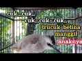 Lagu cuk,,,cuk,,,cuk,,trucuk betina memanggil anaknya,anaknya langsung respon .
