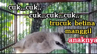 cuk cuk cuk trucuk betina memanggil anaknya anaknya langsung respon 