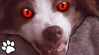 Tiny Evil Dogs Funny Dog Compilation 2018