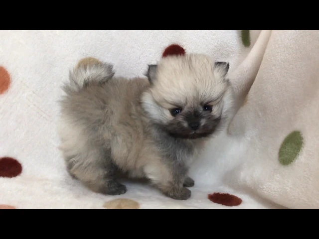 動画