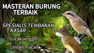 masteran burung terbaik spesial tembakan kasar cendet macan dan cucak jenggot dengan jeda