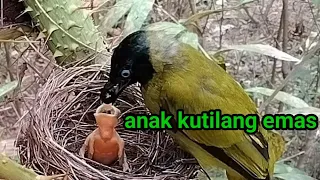 Download kutilang sutra ribut sama burung lain #kutilangsutra MP3