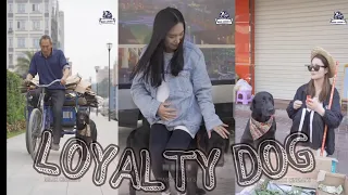 loyalty dog heart touching video kutty ki wafa dari dekhu mark cinemas