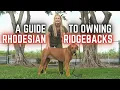 A Guide to Owning a Rhodesian Ridgeback dog The AFRICAN LION Hunters