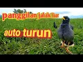 Download Lagu suara pikat JALAK KEBO GACOR...suara panggilan gacor untuk jalak liar,automatis langsun turun