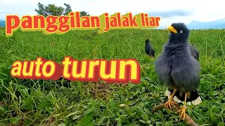suara pikat jalak kebo gacor suara panggilan gacor untuk jalak liar automatis langsun turun