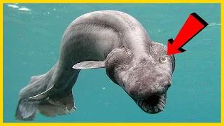 More Dangerous Than Sharks! 4 Predatory Fish Lurking in the Ocean Depths!
