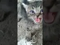 Download Lagu Suara Anak kucing memanggil induknya // Funny cat and kitten meoww