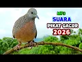 Lagu Suara Burung Perkutut Pikat Paling Jitu Untuk Pancingan Pasti Nyaut