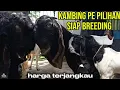 Lagu Kambing2 PE pilihan siap breeding ,siap kirim \u0026 freeongkir