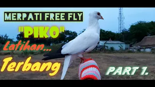merpati free fly 