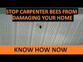 Get Rid of Carpenter Bees Naturally Without Killing Them