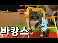 Download Lagu Cats who went to play at the beach🏖️