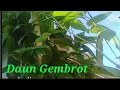 Download Lagu Daun gembrot atau sembukan Masakan  gembrot