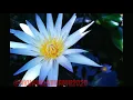 GAYATRI MANTRAM |menetralisir aura dan energi negative
