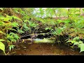Download Lagu Natural Insomnia Treatment with Flowing Water Sounds Therapy