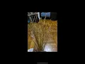 CCINEE 24 Gauge White Floral Wire Stem for Flower Arrangement Craft Supply 16 Inch 200PCS Review