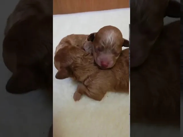 動画