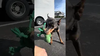 #fyp #doberman #pets #lunch #work