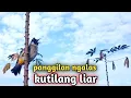 Download Lagu KUTILANG gacor bikin emosi kutilang liar dengan suara panggilan kutilang ngalas