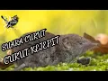 Download Lagu SUARA CURUT KEJEPIT UNTUK MASTERAN BURUNG GACOAN