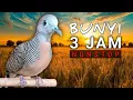 Download Lagu MASTERAN SUARA PERKUTUT 3 JAM Nonstop | Suara pikat