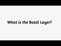 What is the Basal Layer