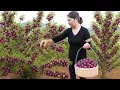 Download Lagu Amazing! Harvesting Purple Plum \u0026 Selling at the Market | Plum growing on limestone cliffs