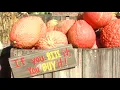 Arthur Pumpkin Patch