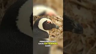 Owl Eyes Penguin Ears Nature s Amazing Secrets Revealed