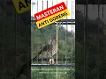 Download Lagu siri siri gacor #sirisirigacor #sirisirikecil #siri #masteransirisiri #masteranburung #masteranmurai