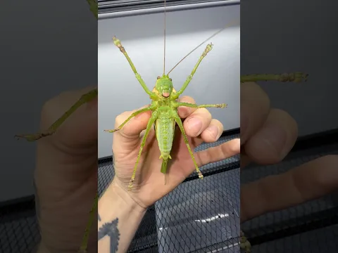 Singing Pseudophyllus male, one of the loudest insect species in the world!