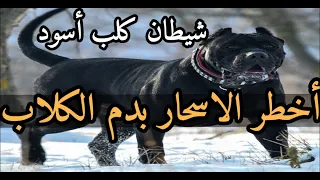 رقية الكلب الأسود خادم السحر المرشوش بدم الكلاب للتعطيل والفقر والقلة والذلة والصغار 